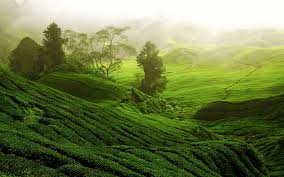 Velg blant mange lignende scener. 23 Tea Plantation Hd Wallpapers Background Images Wallpaper Abyss