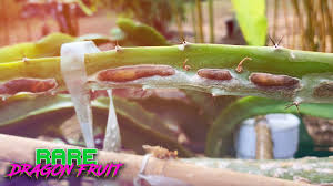 They hide under a protective waxy. Organic Treatment For Fungal Disease And Cactus Rust Youtube