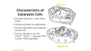 A typical plant cell structure includes organelles, cytoplasmic structures, cytosol, cell membrane (also called plasma membrane), and cell wall. Cell Structure Cell Organelle Graphic Organizer Objective To