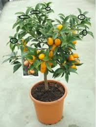 Çiçekleme döneminde budanması uygun değildir. Kamkat Kumkuat Agaci Fidani Budamasi