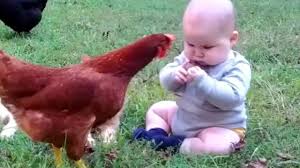 Cutest Babies And Chicken Born To Be Best Friends Funny Babies Video Youtube Funny Babies Funny Animal Videos Cute Animals Puppies From chickens playing piano, chickens cuddling with dogs, to chickens riding a roomba, these are just a few of the chickens you'll find in this basic. cutest babies and chicken born to be