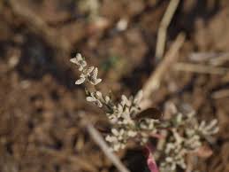 Image result for Nothosaerva