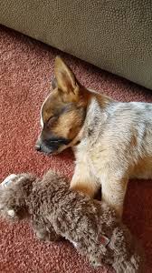 red heeler maui red heeler dog blue heeler dogs austrailian cattle dog