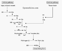 The aptt is one of several blood coagulation tests. Simple Coagulation Cascade With Mnemonics Epomedicine