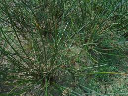 Image result for Schoenoplectiella articulata