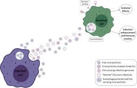 Dragos mostenescu,dana rogoz,mihai coada,alina chivulescu,ingrid bisu. Frontiers Extracellular Vesicles In Viral Infections Two Sides Of The Same Coin Cellular And Infection Microbiology
