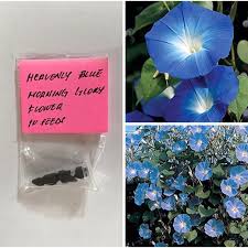 Heavenly Blue Morning Glory Flower Seeds | Shopee Philippines