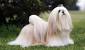 Afghan Hound Long Haired Dog