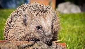 Fur Den Igel Ein Haus Bauen Bauanleitung Igelhaus Igel Im Garten Igelhaus Selber Bauen