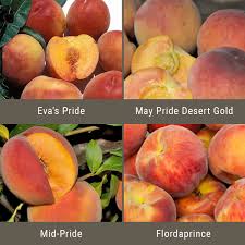 We did not find results for: Low Chill Requirement Peaches 3 On 1 Multiple Grafted Fruit Tree Sta Grow Organic