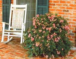 This compact shrub, flowering in shades such as white, pink and red, thrives in hot summers and mild winters. The Crape Myrtle Company Rare Miniature Dwarf Medium And Tree Crape Myrtles Learn How To Grow Prune And Fertilize Your Crape Myrtles Too