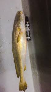 Nut tikam beans parang machete herring soybean chickpea gram dal. Greenbait Jenis Ikan Selampai Lokasi Tukun Ungku Facebook