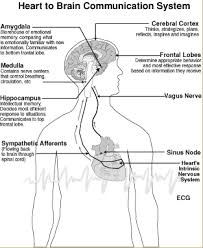 Pin On Neuroscience