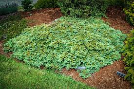 Image result for Grona stolzii