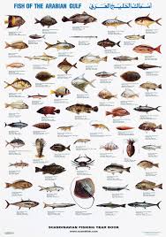 Fish Of The Arabian Gulf Sea Fish All Fish Arabians