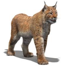 Eurasian Lynx Animated With Fur Is A High Quality 3d Model To Add More Details And Realism To Your Rendering Projects Fu Eurasian Lynx Animated Animals Lynx