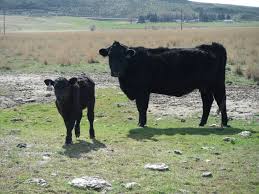 The daily cowman: Celebrating National Ag Day I am #agproud