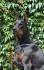 AJT European Dobermans
