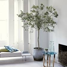 Posts About Olive Tree On House By The Water Living Room White White Living Room Indoor Olive Tree