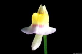 Image result for Utricularia arenaria
