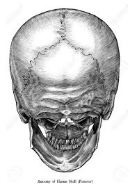 I got it from my professor as an extra learning material Antique Engraving Illustration Clip Art Of Human Skull Anatomy Posterior View Isolated On White Background Stock Photo Picture And Royalty Free Image Image 118470631