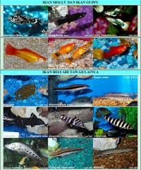 Dari banyaknya jenis ikan buntal, ikan buntal air tawar ini lebih mudah untuk dipelihara. Katalog Ikan Hias Untuk Mengenal Jenis Jenis Ikan Hias Ferboes Com