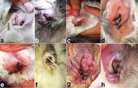 Image result for what do otodectes cynotis look like in dog fur