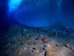 Microbes Buried Deep In Ocean Crust May Form World S Largest Ecosystem Deep Sea Creatures Underwater World Antarctica