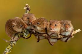 Pic by miles herbert/caters news One Photographer S Colorful Close Up Shots Of Harvest Mice Are Beautiful