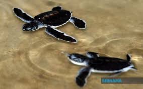 Chagar hutang turtle sanctuary is a secluded and sheltered bay surrounded by majestic rocky cliffs. Bernama Melaka To Seek Umt S Turtle Conservation Expertise