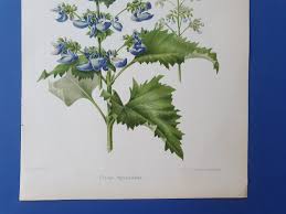 Image result for Coleus thyrsoideus