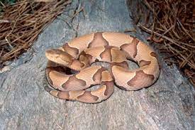 Pin By Duncan Mclaughlin On Snakes On Board Snake Snake Venom Texas Snakes