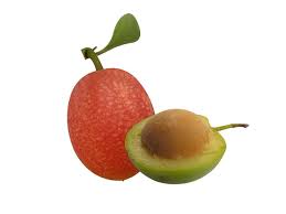 Image result for Ximenia americana