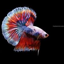 Kedah Betta Utara Home Facebook