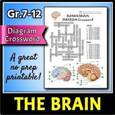 Brain Crossword This Brain Diagram Crossword Is A Great Way To Help Review And Reinforce The Terminology Associated Brain Diagram Body Systems Unit Brain Stem