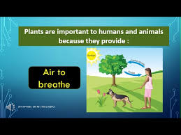 Science dlp year 2 scientific skill sps 2 classify. Year 2 Science Plants Dlp Youtube