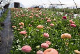 How To Grow Ranunculus Floret Flowers Growing Flowers Growing Gardens Ranunculus Garden