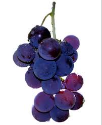 In the past, she had wooden antlers. Pin By Lula Payne On V Grapes Purple Grapes Purple