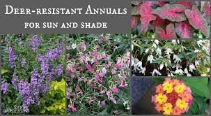What plants do well in full hot sun? Deer Resistant Annuals Colorful Choices For Sun And Shade