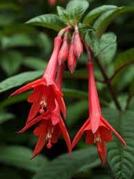 Fuchsia Triphylla World Of Flowering Plants Fuchsia Flower Fuchsia Garden Flowers