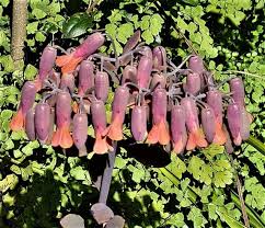 Image result for Kalanchoe uniflora