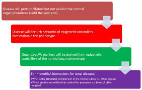 Learn the association between hypertension and parenchymal renal disease. Ijms Free Full Text Role Of Micrornas In Renal Parenchymal Diseases A New Dimension