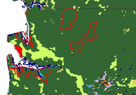 Image result for Polystachya calluniflora