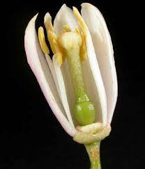 1 Virtual Herbarium Herbarium Botany Flower Anatomy
