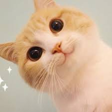 Trending Videos On Tiktok In 2020 Cute Animal Memes Cute Funny Animals Baby Cats