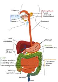 the body system diagram wiring schematic diagram