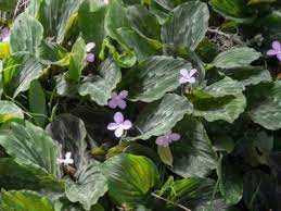 What Is Peacock Ginger Tips For Growing Peacock Ginger In The Garden Ginger Plant Plants Plant Care
