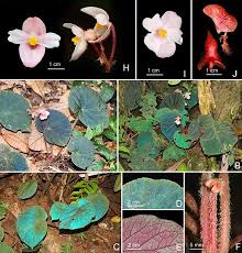 Image result for Begoniaceae