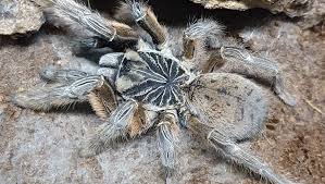 We did not find results for: Belgian Tarantula Breeding Team Home Facebook