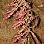 Image result for Maesobotrya